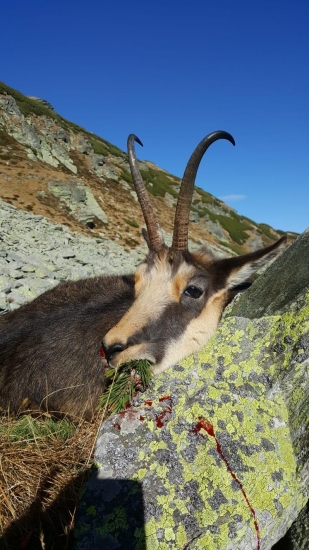 Kamzíky - Rumunsko 2018