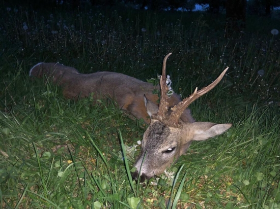 Jeden z lepších ....