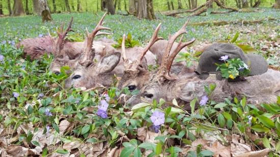 Úspešná vychádzka