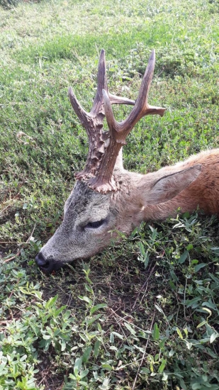 Zlatý srnec z Maďarska