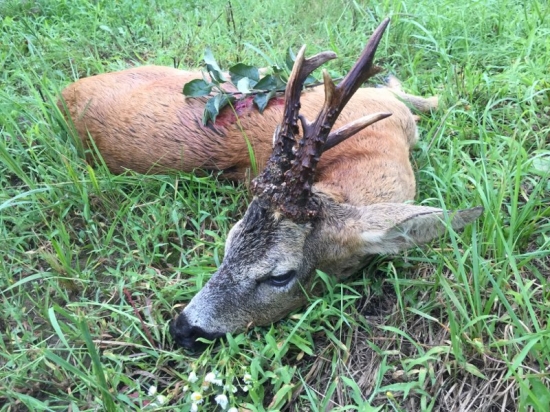 Raritný strieborný srnec z Maďarska