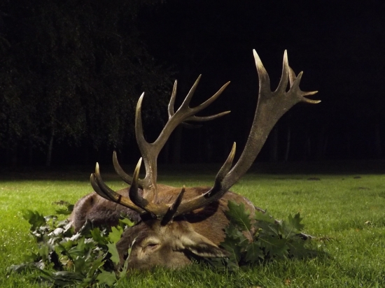 Zlatý jeleň z Gúthu