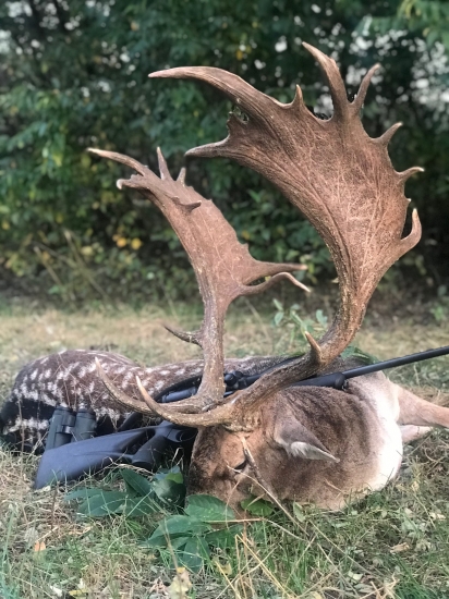 Kapitálny daniel z Maďarska