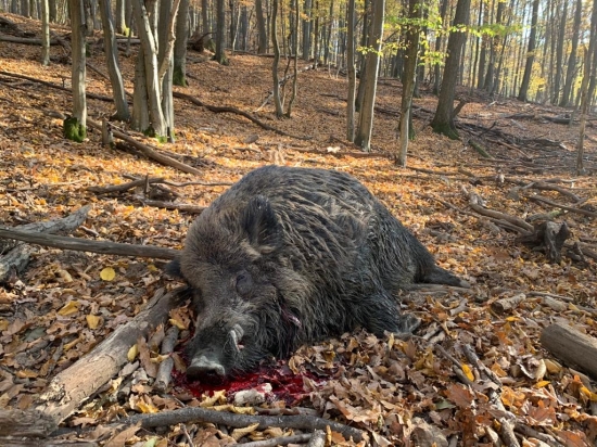 Zlatý kanec zo Žuhračky