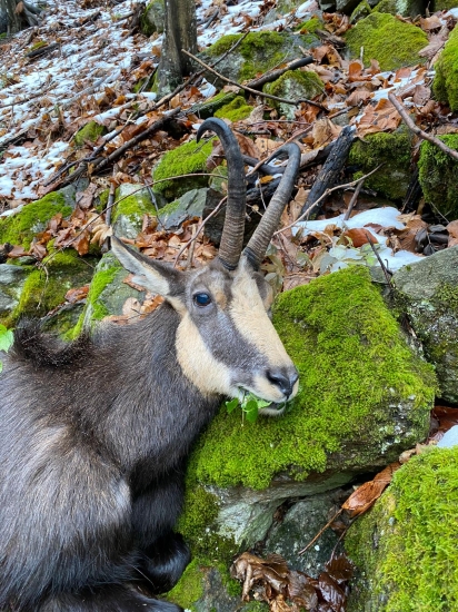 Kapitálny kamzík z Rumunska