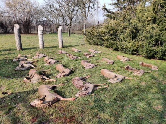 Na srnách v Maďarsku