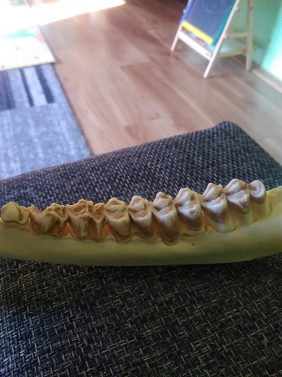 Jeleň 4r