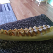 Jeleň 4r