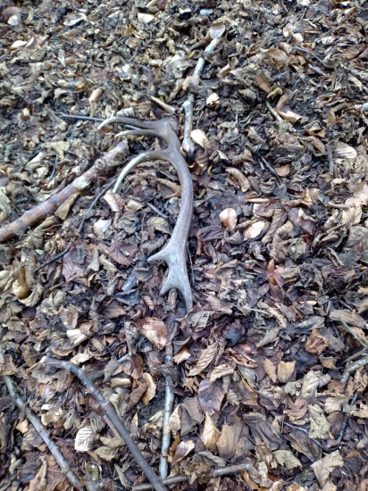 Vlaňajší ale poteší