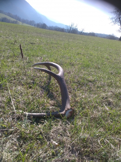 Osmorak na horskej luke.