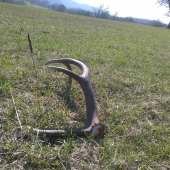 Osmorak na horskej luke.