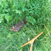 Ešte s leta,nájdené pri kosení...