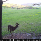 ...ako srnec jelenice pásol...