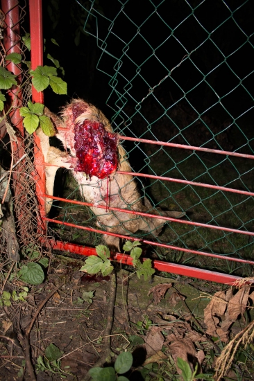 Pre fanúšikov túlavých psov.