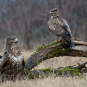 Keď je na lúke živo