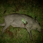 Do pšenice nedošiel