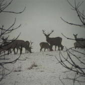 kráľ ešte so svojou ozdobou
