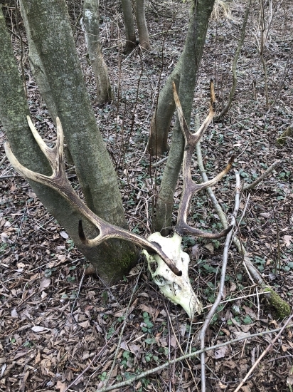 Škoda ho nepravidelný desatorak