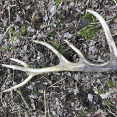 Další starý 12torak