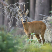 V kořínkově kraji