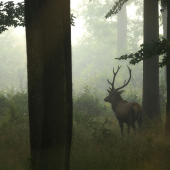 Kouzlo ranního lesa