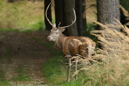 Foto, prosííííím