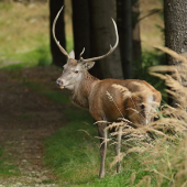 Foto, prosííííím