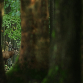 Když to v lese troubí