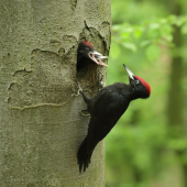 Návštěva u datlů