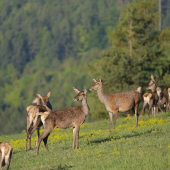 Jarní schůze u lesa