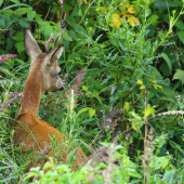 zaujali ho diviačky...