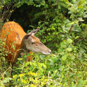 vo vysokej tráve...