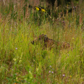 prasiatko v tráve...
