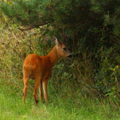 srnčia ruja 2018...