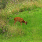 augustový podvečer...