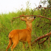 značkovanie teritória...