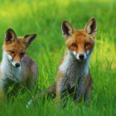 máš niečo na chvoste...