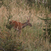 ihličiak na prechádzke...