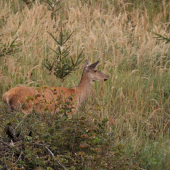 jelenica v rúbani...