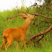 srnčia ruja 2018...
