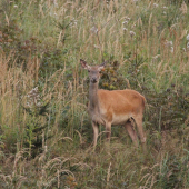 podvečer na rúbani...