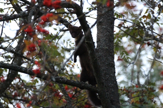 prekvapenie v korune...