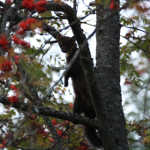 prekvapenie v korune...