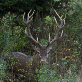 nepravidelný štrnásťtorák...