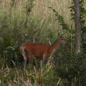 večer na rúbanisku...