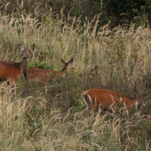 vysoká na rúbanisku...