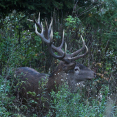 fešák z profilu...