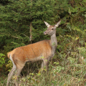 jelenička pod posedom...