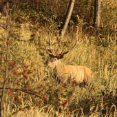 v posledných lúčoch...