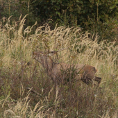 maskovaný trubač...